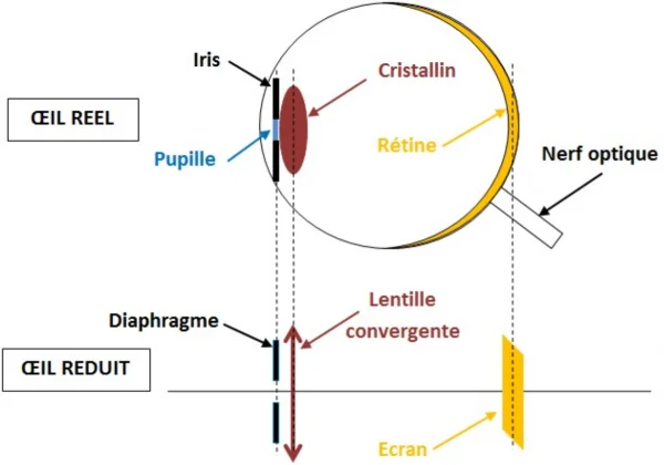 Oeil modélisé