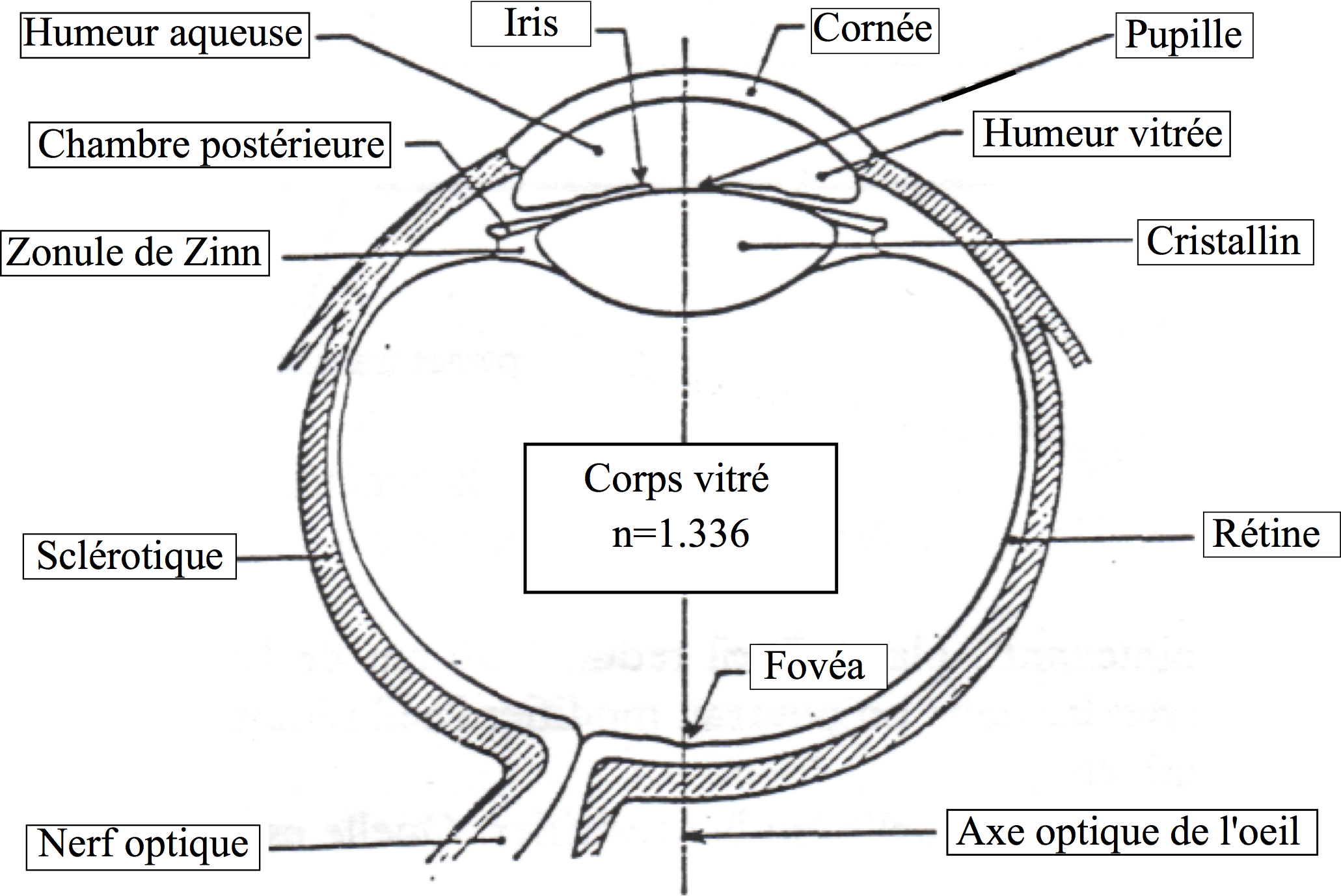 Oeil réel Oeil réel