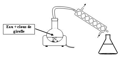 Montage d'hydrodistillation du clou de girofle